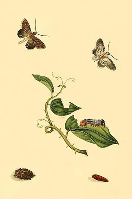 Surinam Butterflies, Moths & Caterpillars  (Plate 93)