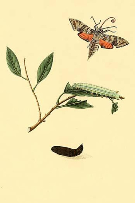 Surinam Butterflies, Moths & Caterpillars  (Plate 96)