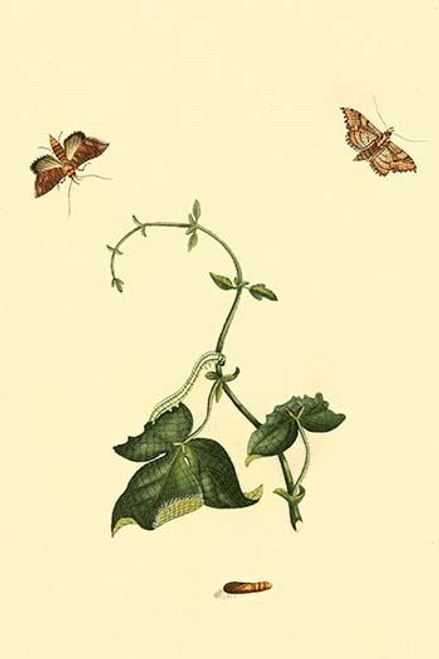 Surinam Butterflies, Moths & Caterpillars  (Plate 98)