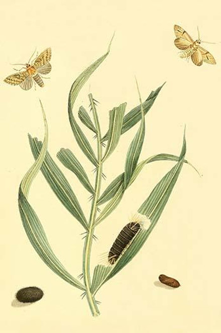 Surinam Butterflies, Moths & Caterpillars  (Plate 100)