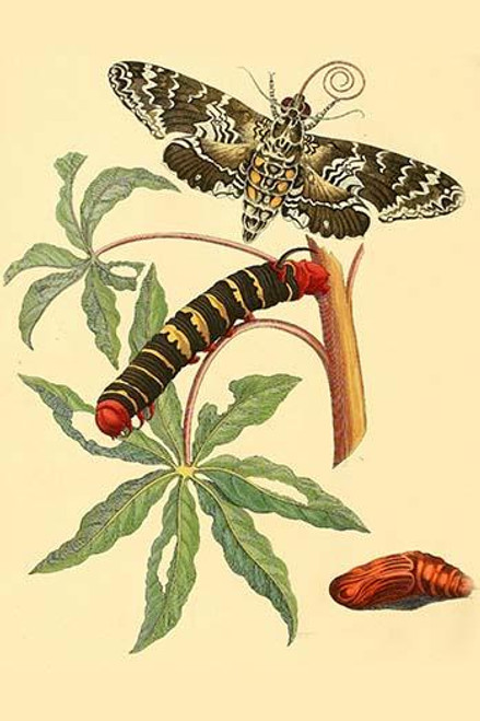 Surinam Butterflies, Moths & Caterpillars  (Plate 101)