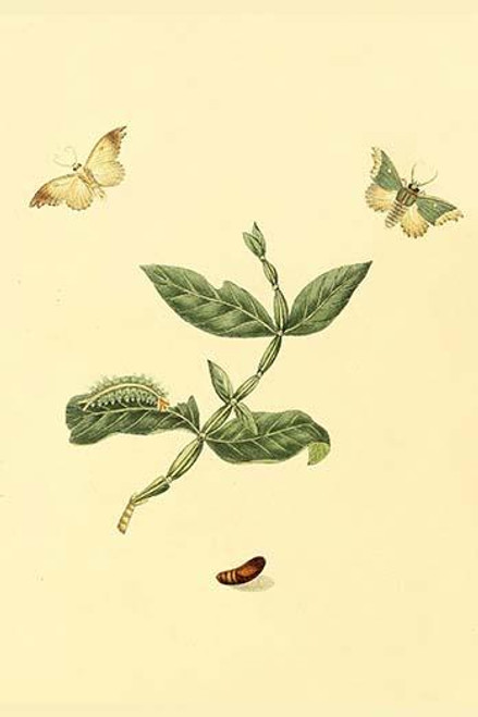 Surinam Butterflies, Moths & Caterpillars  (Plate 102)
