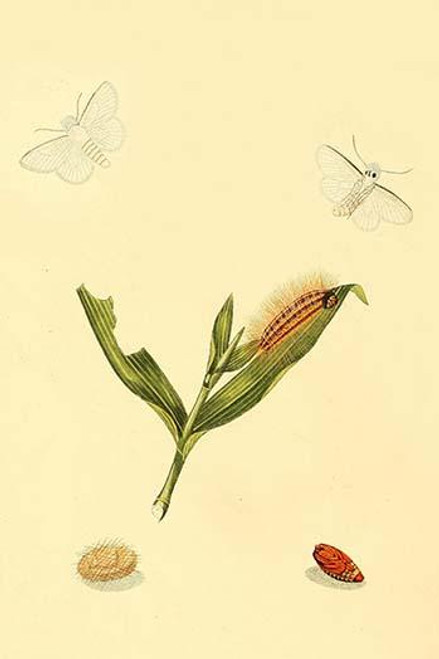 Surinam Butterflies, Moths & Caterpillars  (Plate 105)