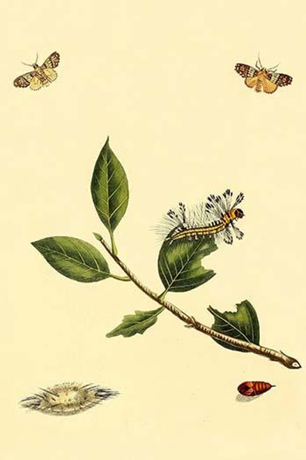 Surinam Butterflies, Moths & Caterpillars  (Plate 107)