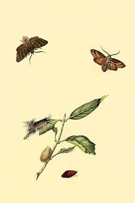 Surinam Butterflies, Moths & Caterpillars  (Plate 108)