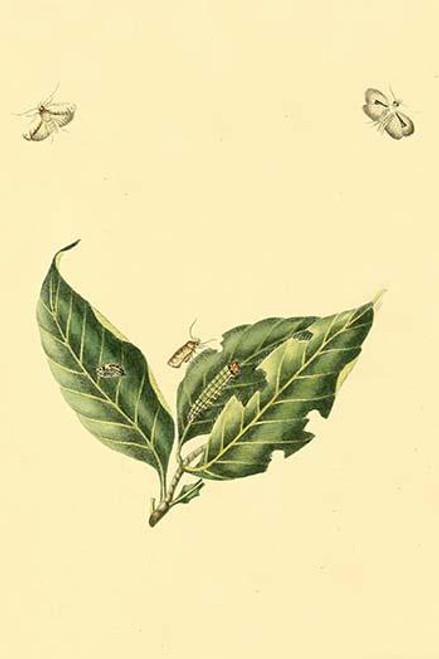 Surinam Butterflies, Moths & Caterpillars  (Plate 109)