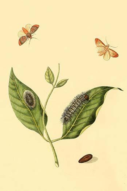 Surinam Butterflies, Moths & Caterpillars  (Plate 111)