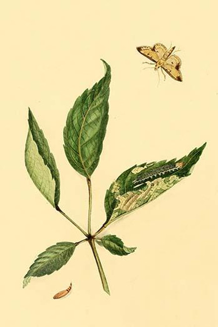 Surinam Butterflies, Moths & Caterpillars  (Plate 113)