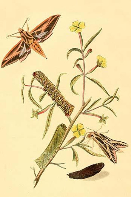 Surinam Butterflies, Moths & Caterpillars  (Plate 115)