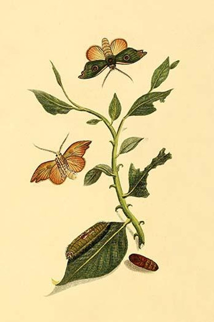 Surinam Butterflies, Moths & Caterpillars  (Plate 116)