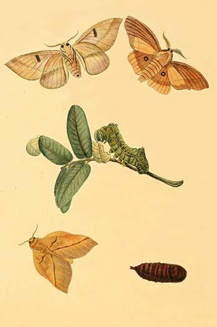 Surinam Butterflies, Moths & Caterpillars  (Plate 117)