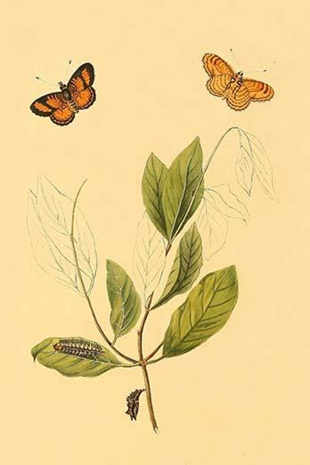 Surinam Butterflies, Moths & Caterpillars  (Plate 118)