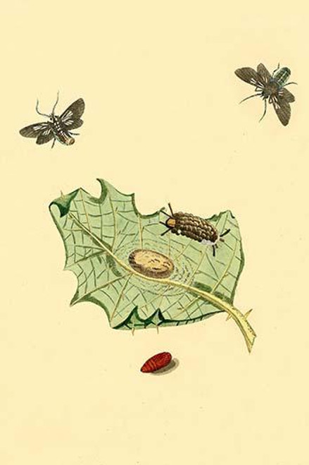 Surinam Butterflies, Moths & Caterpillars  (Plate 122)