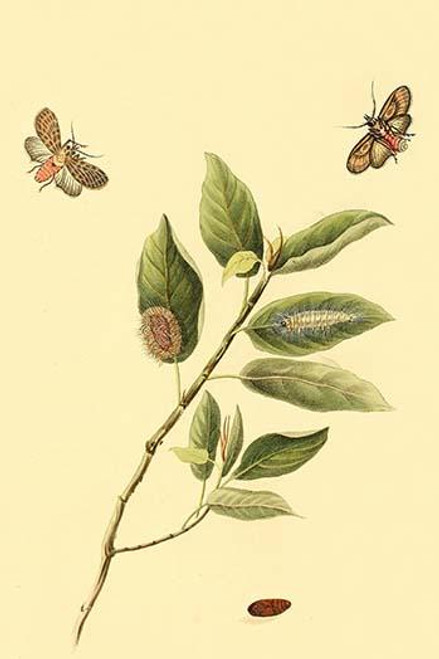 Surinam Butterflies, Moths & Caterpillars  (Plate 123)