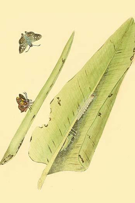 Surinam Butterflies, Moths & Caterpillars  (Plate 125)