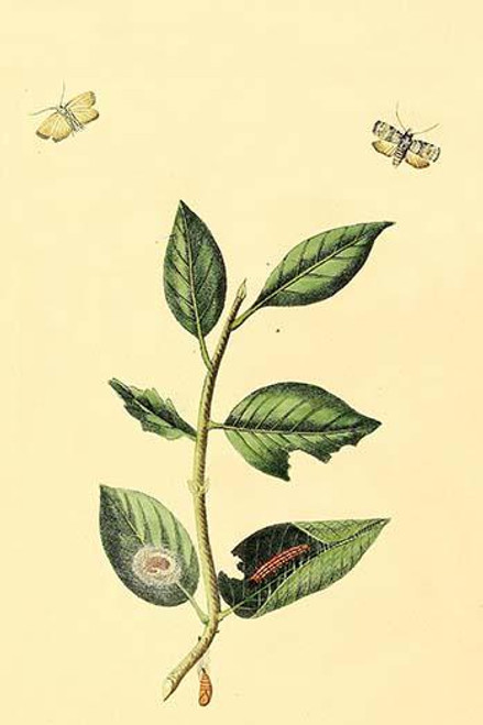 Surinam Butterflies, Moths & Caterpillars  (Plate 126)