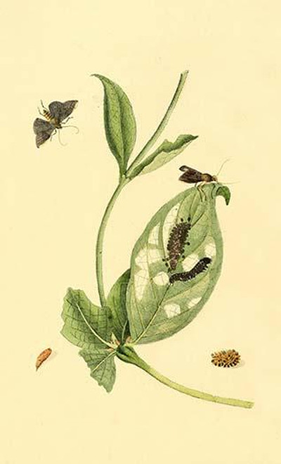 Surinam Butterflies, Moths & Caterpillars  (Plate 127)