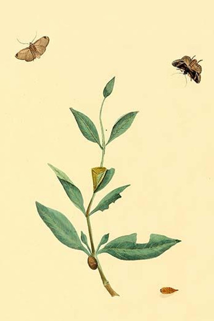 Surinam Butterflies, Moths & Caterpillars  (Plate 128)