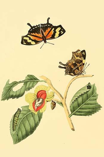 Surinam Butterflies, Moths & Caterpillars  (Plate 129)