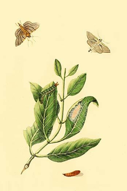 Surinam Butterflies, Moths & Caterpillars  (Plate 133)