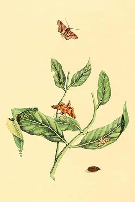 Surinam Butterflies, Moths & Caterpillars  (Plate 134)