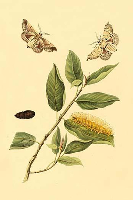 Surinam Butterflies, Moths & Caterpillars  (Plate 135)