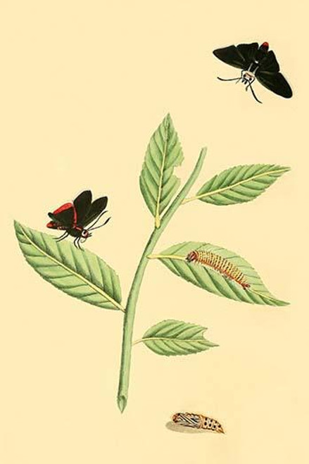 Surinam Butterflies, Moths & Caterpillars  (Plate 137)