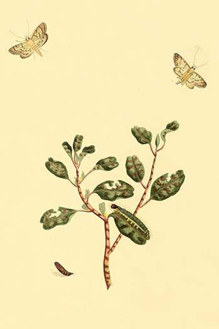 Surinam Butterflies, Moths & Caterpillars  (Plate 139)