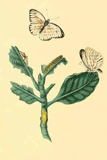 Surinam Butterflies, Moths & Caterpillars  (Plate 140)