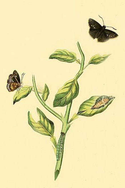 Surinam Butterflies, Moths & Caterpillars  (Plate 141)