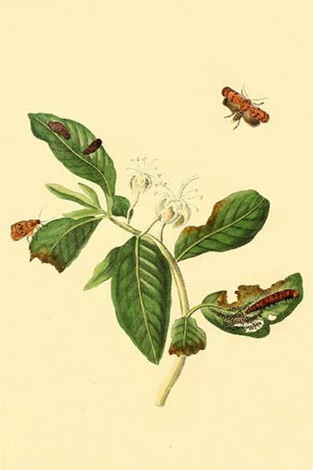 Surinam Butterflies, Moths & Caterpillars  (Plate 145)