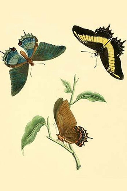 Surinam Butterflies, Moths & Caterpillars  (Plate 147)