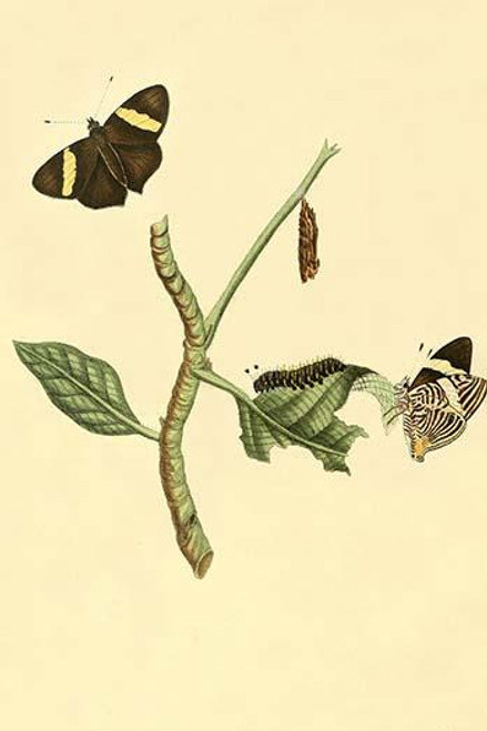 Surinam Butterflies, Moths & Caterpillars  (Plate 148)