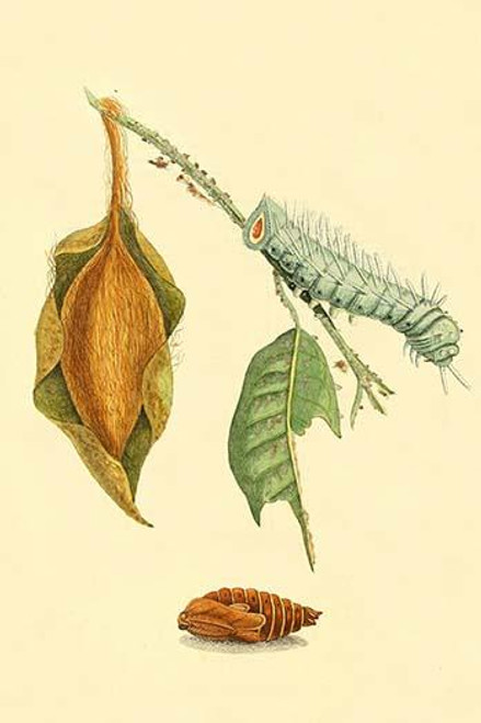 Surinam Butterflies, Moths & Caterpillars  (Plate 150)