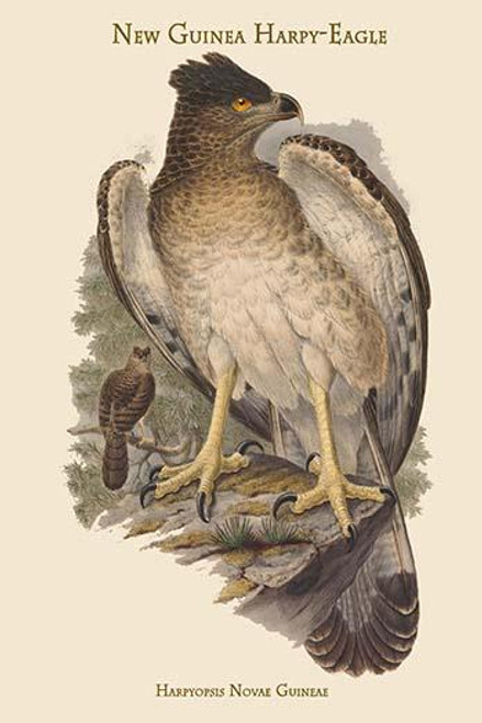 Harpyopsis Novae Guineae - New Guinea Harpy-Eagle