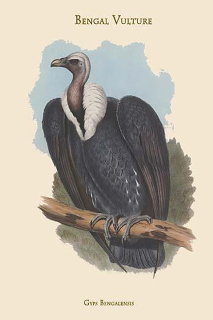 Gyps Bengalensis - Bengal Vulture