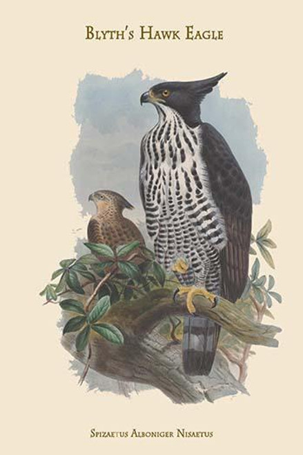Spizaetus Alboniger Nisaetus - Blyth's Hawk Eagle