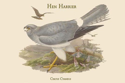 Circus Cyaneus - Hen Harrier