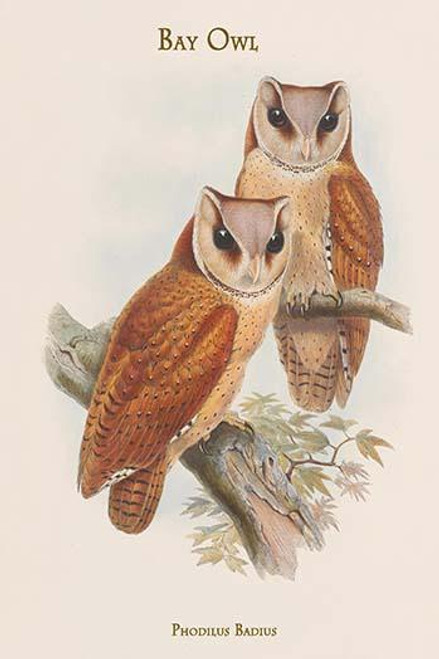 Phodilus Badius - Bay Owl
