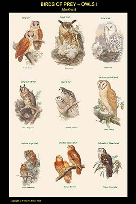 Birds of Prey - Owls - Vertical Classroom Poster I