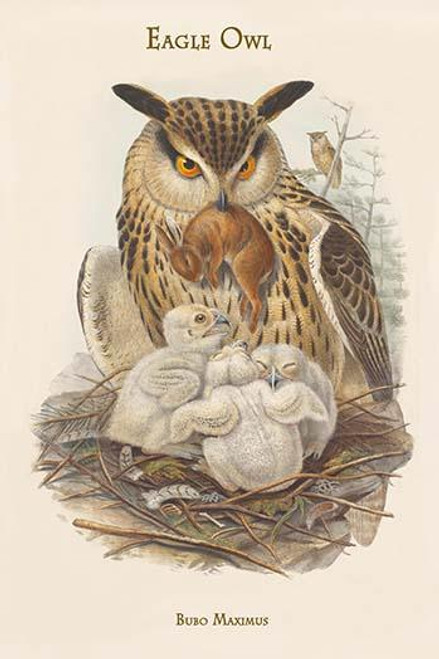 Bubo Maximus - Eagle Owl