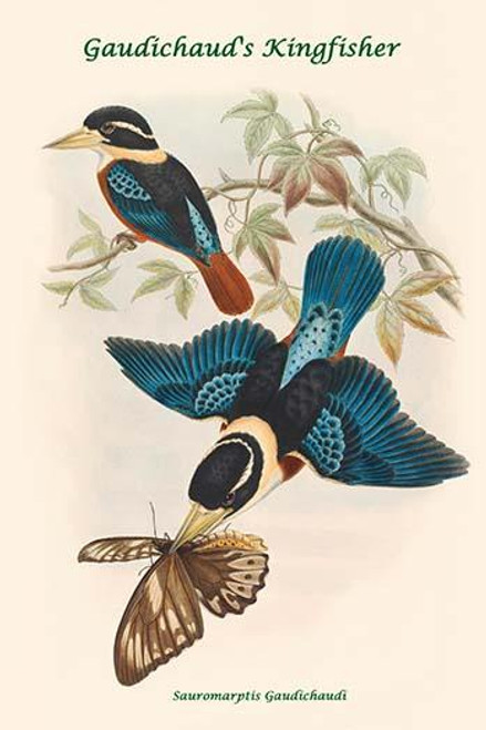 Sauromarptis Gaudichaudi - Gaudichaud's Kingfisher