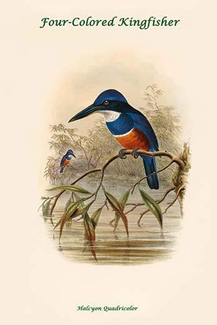 Halcyon Quadricolor - Four-Colored Kingfisher