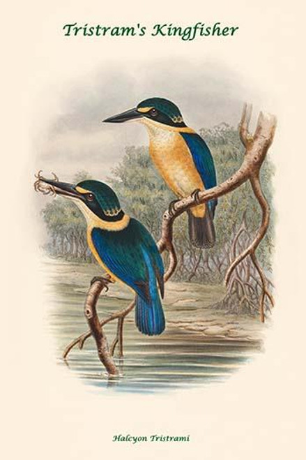 Halcyon Tristrami - Tristram's Kingfisher