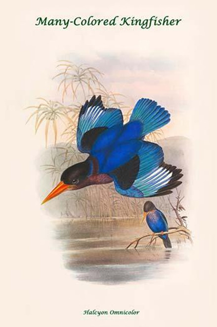 Halcyon Omnicolor - Many-Colored Kingfisher