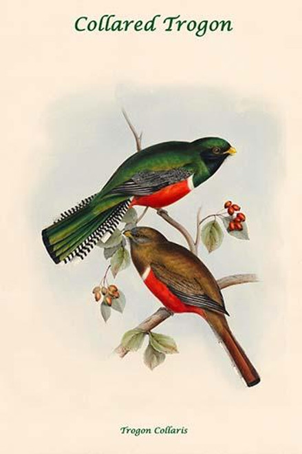 Trogon Collaris - Collared Trogon