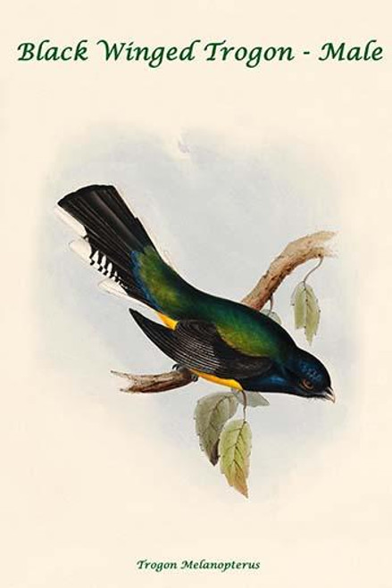 Trogon Melanopterus - Black Winged Trogon - Male