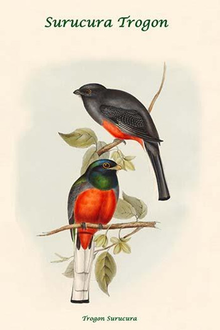 Trogon Surucura -Surucura Trogon