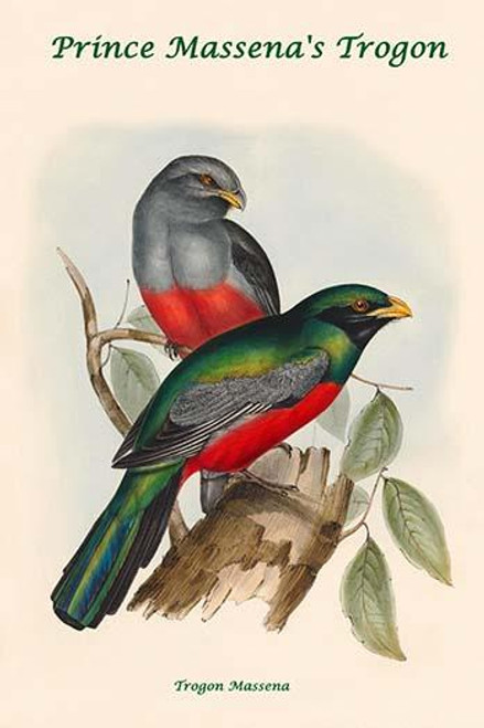 Trogon Massena - Prince Massena's Trogon