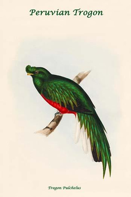 Trogon Pulchelus - Peruvian Trogon